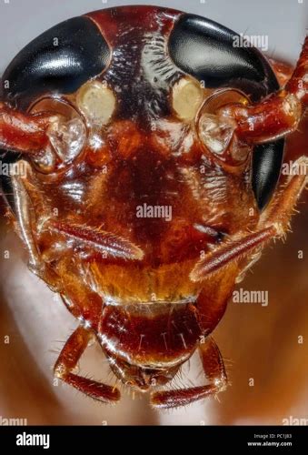Revealing the Incredible Details of What a Roach Looks Like Und.